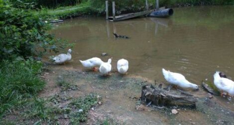 The ABCs of Homesteading: P is for Ponds and Preparedness Image